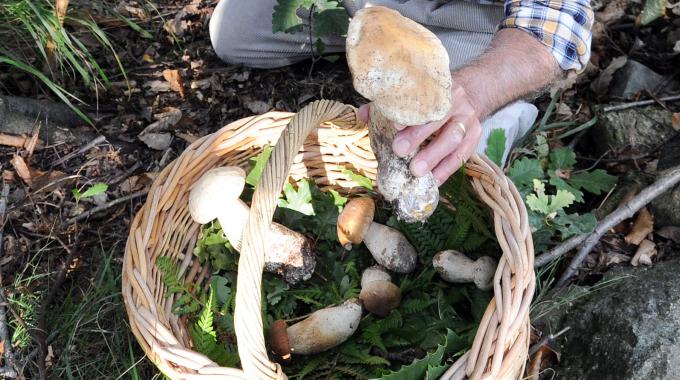 Isernia, corso gratuito per la raccolta dei funghi