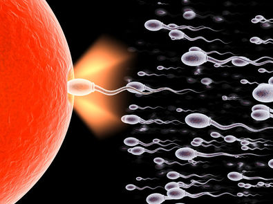 Tutti giù per terra: spermatozoi dell'Alto Sangro, unitevi!