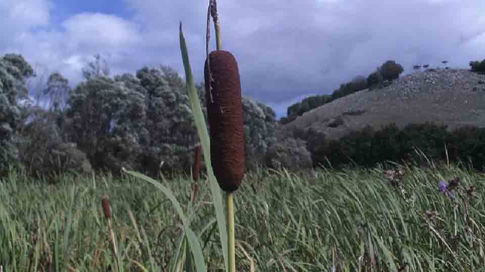 A Montenero Val Cocchiara scoperti pollini e minerali di 20.000 anni fa