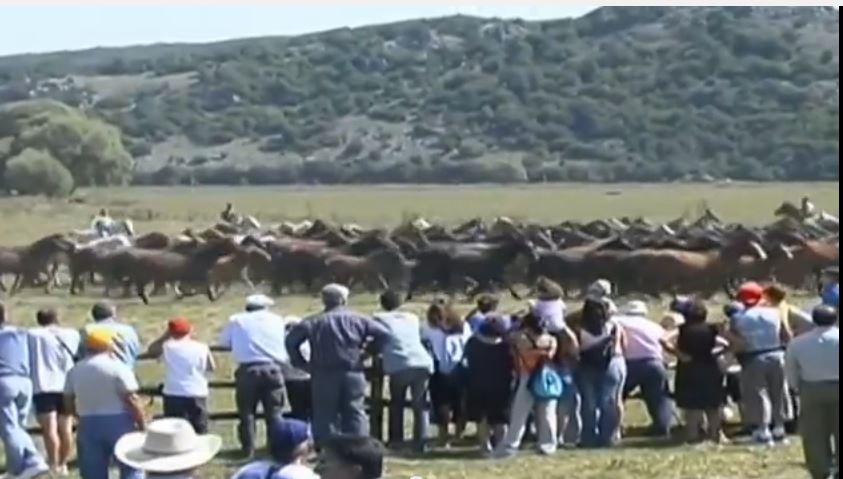 Il cavallo pentro di Montenero Valcocchiara, Re indiscusso della natura molisana