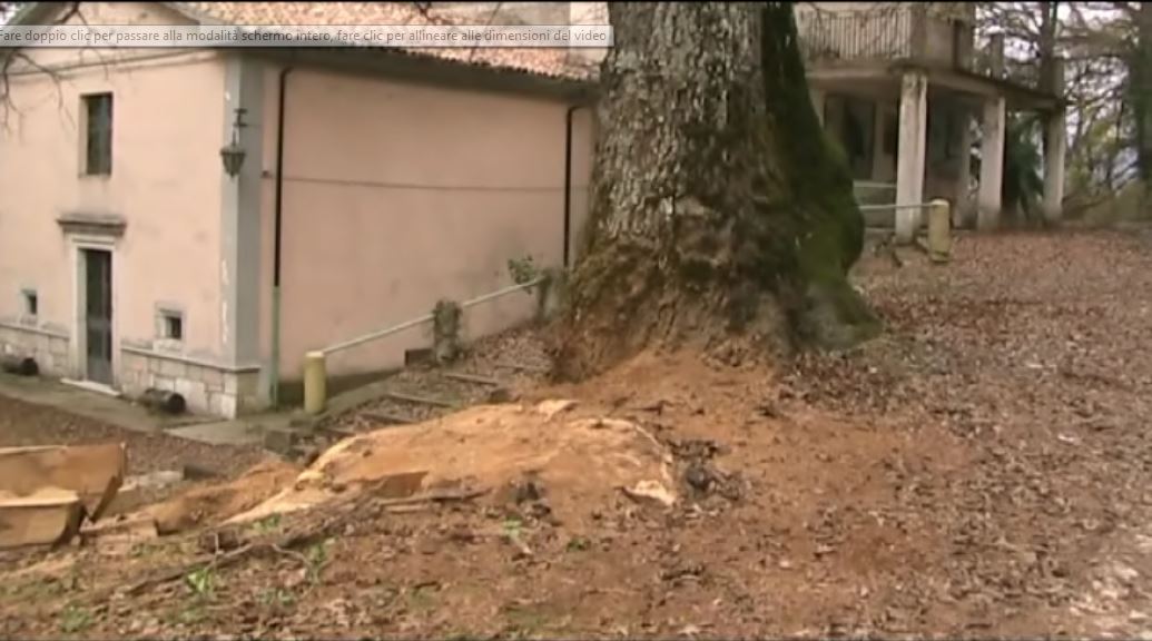 Punibile fino a 3 anni di reclusione l'autore del taglio all'albero monumentale