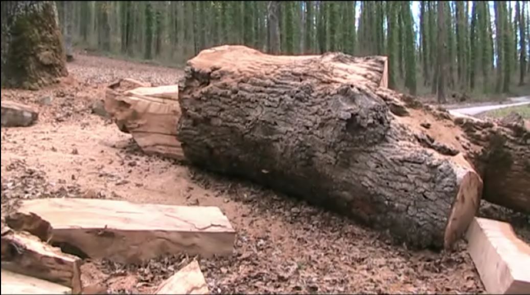 Castel di Sangro, scandalo ambientale: motosega abbatte albero monumentale, la procura indaga