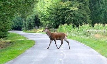 Castel di Sangro, automobilista si schianta contro un cervo