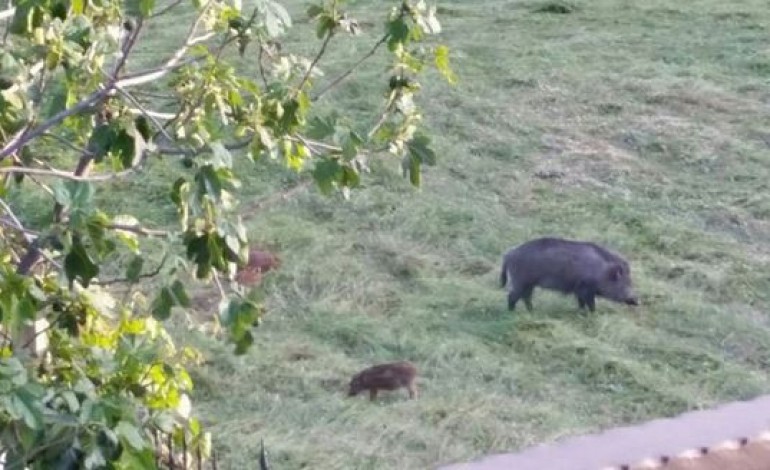 Associazione Appennino Ecosistema: "No agli abbattimenti dei cinghiali nelle aree protette"