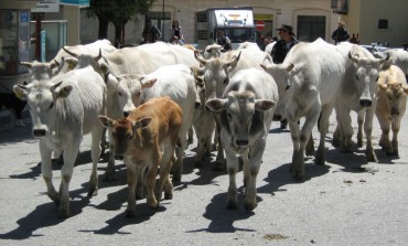 Transumanza 2016, tappa finale ad Acquevive di Frosolone con le tipicità molisane