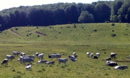 Allevatore di Alfedena assolto dall’accusa di pascolo abusivo nel Parco Nazionale d’Abruzzo