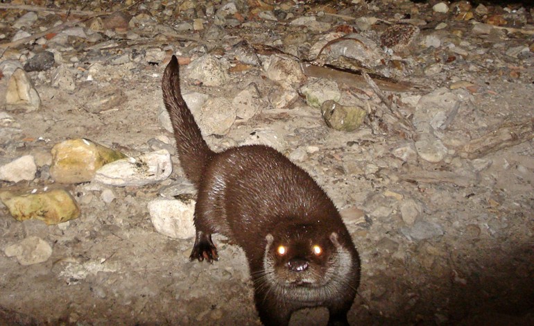 Scoperta straordinaria nel cuore di Castel di Sangro: una coppia di lontre avvistata nel fiume Zittola