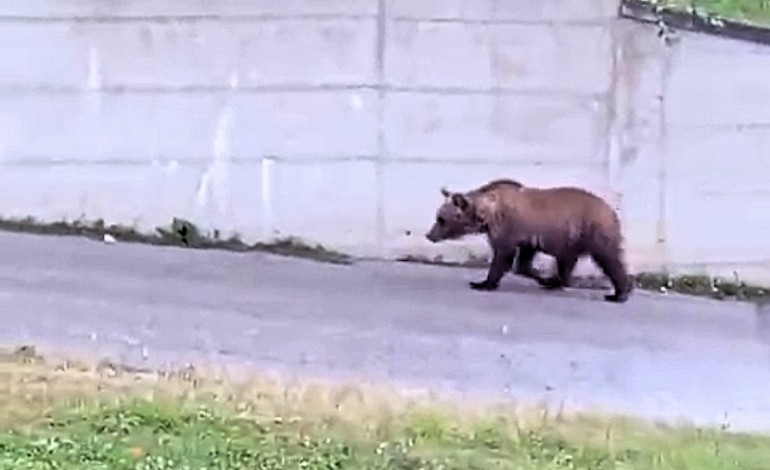 Orso a Pescocostanzo: video virale scatena indignazione e controlli