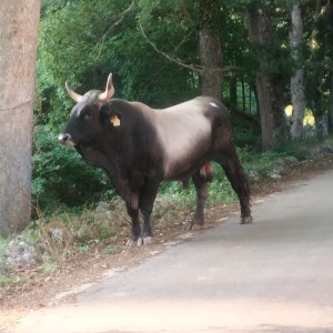 toro Iracondo Federico Varallo