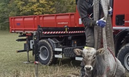 Vitello cade nel pozzo, Vigili del Fuoco estraggono il bovino con la gru