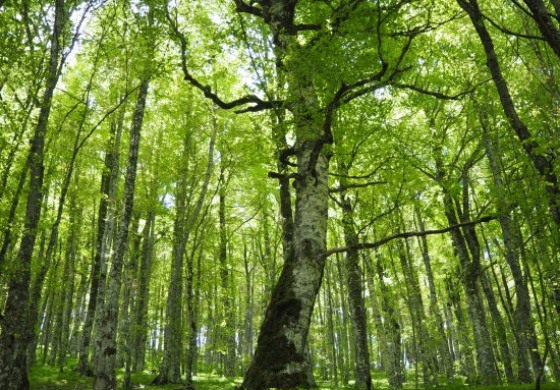 Pnalm, le faggete del Parco sono state riconosciute dall'Unesco