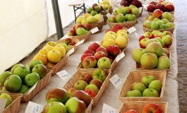 La Festa della Mela a Castel del Giudice, sapori autentici con l'agricoltura biologica