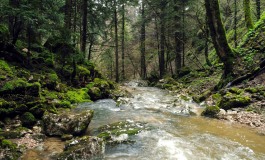 Passeggiate del benessere all'Abetina di Rosello, da aprile a settembre