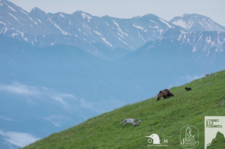 L’Orso e la Formica è il primo progetto multimediale in Italia interamente dedicato all’orso bruno marsicano