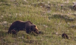 I cuccioli dell'orsa Amarena si sono separati, dopo quattro giorni continuano le ricerche