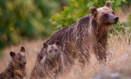 Pnalm, sono 12 gli orsi marsicani nati nel 2017