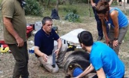 L'orso Juan Carrito si rifugia in grotta per un malore, intervengono i Carabinieri Forestali