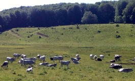 Parco della Majella, scarsa vigilanza: la denuncia del mondo ambientalista