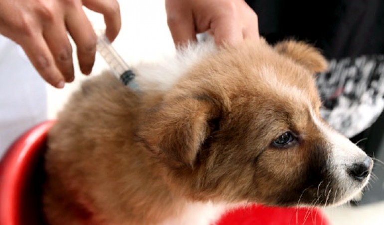 Vaccinazioni gratuite per cani a Capracotta e Castel del Giudice