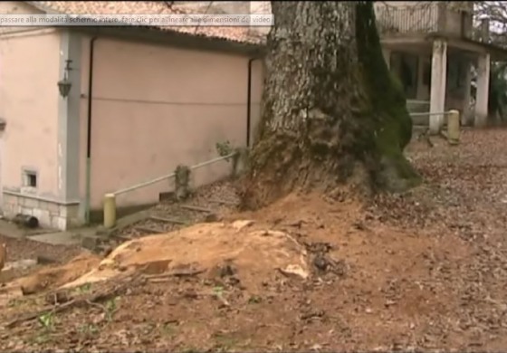 Punibile fino a 3 anni di reclusione l'autore del taglio all'albero monumentale