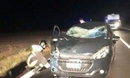 Incidente sul Piano delle Cinquemiglia, automobilista investe un cervo: grave il passeggero