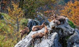 598 i camosci "contati" nel censimento annuale del Parco Nazionale d'Abruzzo, Lazio e Molise