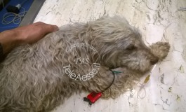 Ateleta, strage di cani da tartufo: 19 avvelenamenti