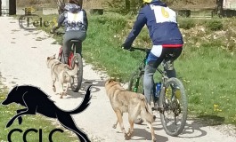 Tornano i "Lupi" a Castel di Sangro, 40Km di prova resistenza per Cane Lupo Cecoslovacco