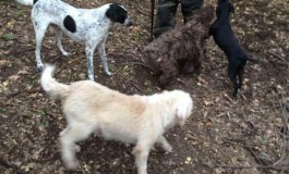 Castellone di Bojano, furto di cani: proprietario disposto a perdonare, promette denaro