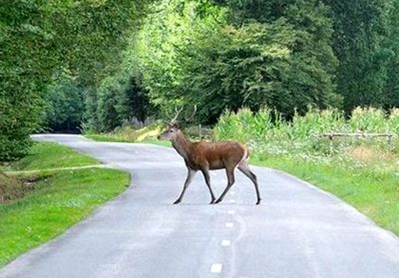 Castel di Sangro, automobilista si schianta contro un cervo