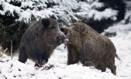 Caccia, Wwf: "L' Abruzzo prenda esempio da Molise e Puglia"