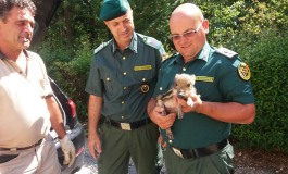 Cinghiale entra nel bar a Pescocostanzo