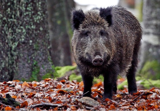 Danni da fauna selvatica, Gal Alto Molise propone incontro pubblico a Poggio Sannita