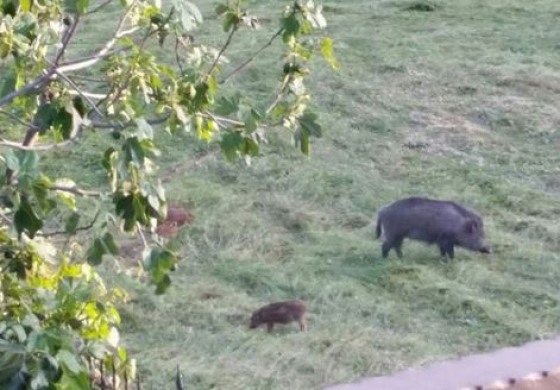 Associazione Appennino Ecosistema: "No agli abbattimenti dei cinghiali nelle aree protette"