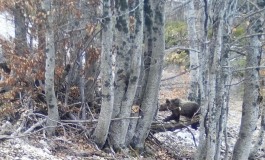 Il Ritorno dei "Cuccioli" di Amarena: avvistati nel Parco Nazionale d'Abruzzo, Lazio e Molise