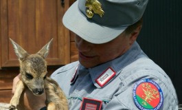 Salvato dai Carabinieri Forestali un cucciolo di capriolo