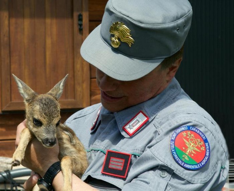 Salvato dai Carabinieri Forestali un cucciolo di capriolo