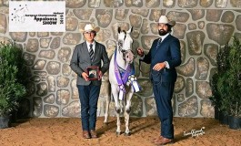 'Championship Appaloosa Horse', Daniele Cerimele alza il vessillo dell'Alto Molise in Olanda