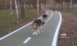 Castel di Sangro festeggia gli amici a 4 zampe: domenica è "dog walking"