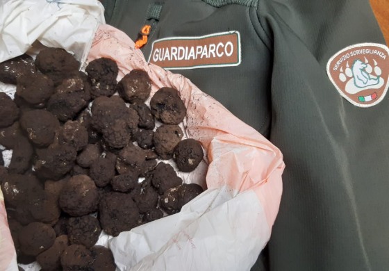 Tartufo raccolto, sequestrati dai Guardiaparco 1 kg di tartufi uncinato