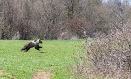 Pnalm, sono 11 i cuccioli di orso marsicano contati nel 2018