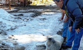 Pescasseroli: catturati 10 cani randagi, sanzionati i proprietari