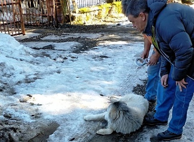 Pescasseroli: catturati 10 cani randagi, sanzionati i proprietari