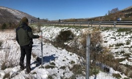 L'orsa Amarena attraversa l'autostrada A25, Direttore del Parco "Adottare misure precauzionali urgenti"