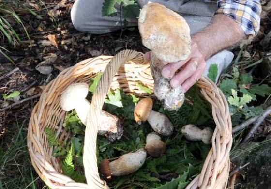 Isernia, corso gratuito per la raccolta dei funghi