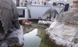 Bocconi avvelenati, l'istituto zooprofilattico analizza le carcasse dei gatti