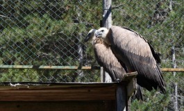 Grifoni liberati dal Reparto Carabinieri Biodiversità di Castel di Sangro nella Riserva Naturale