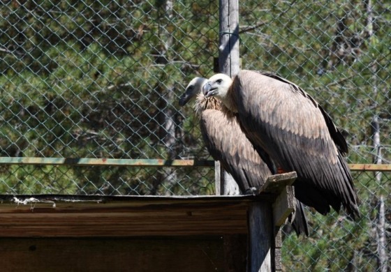 Grifoni liberati dal Reparto Carabinieri Biodiversità di Castel di Sangro nella Riserva Naturale