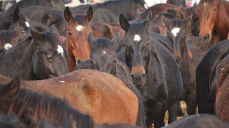 Virus su cavalli, Asl 1 attiva i controlli sulla provincia dell’Aquila