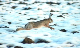 Caccia, il Wwf scongiura il lancio della selvaggina in aree vietate